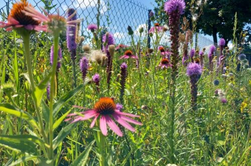 motyw na sierpień 2025