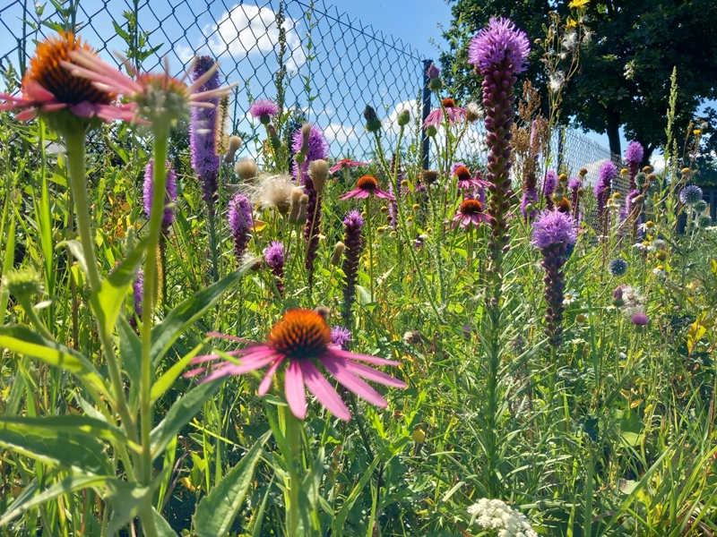 motyw na sierpień 2025